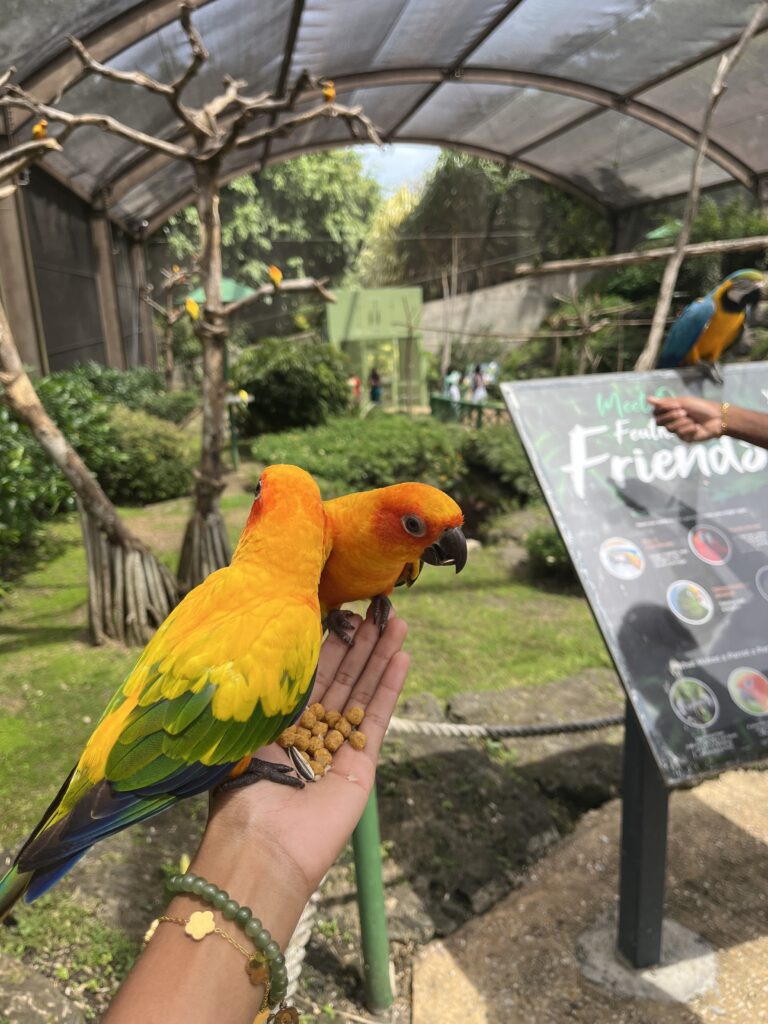 exploring Graeme Hall Nature Sanctuary: a real-life fairytale experience